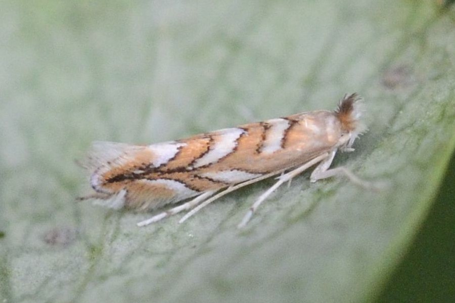 Phyllonorycter muelleriella