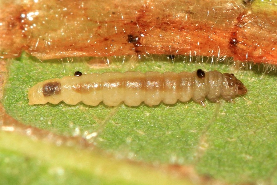 Phyllonorycter nicellii