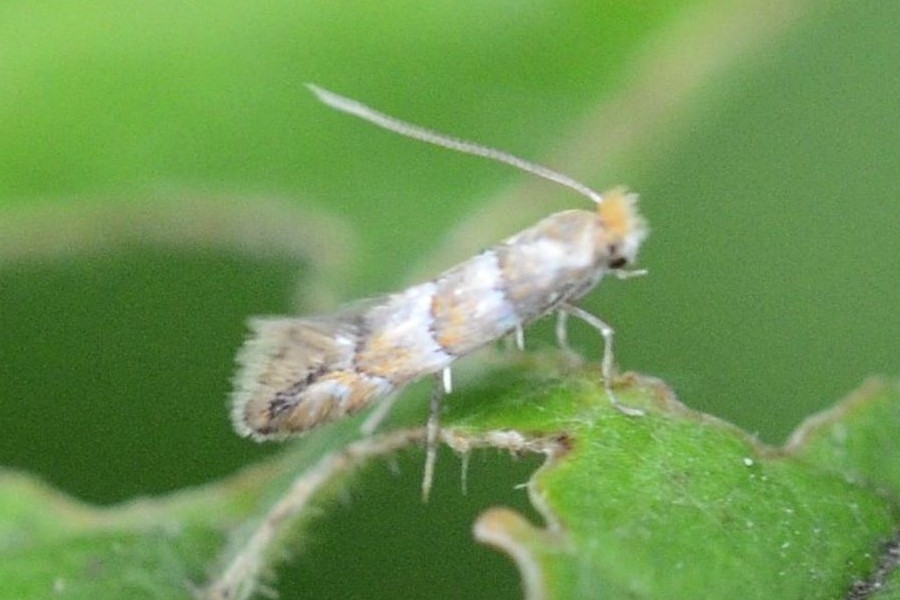 Phyllonorycter nicellii