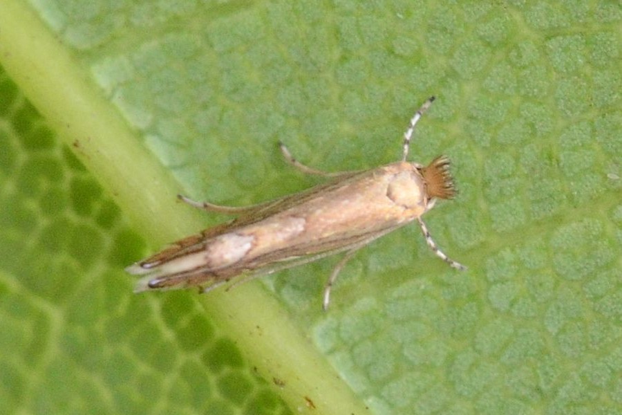 Phyllonorycter quercifoliella