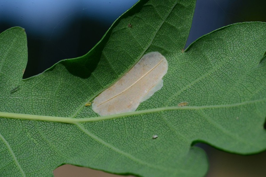 Phyllonorycter quercifoliella