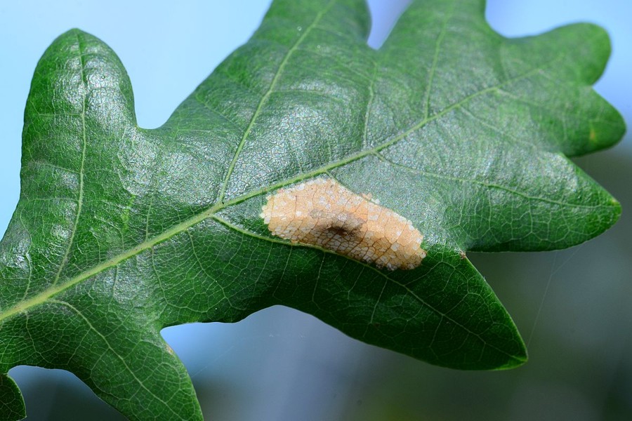 Phyllonorycter quercifoliella