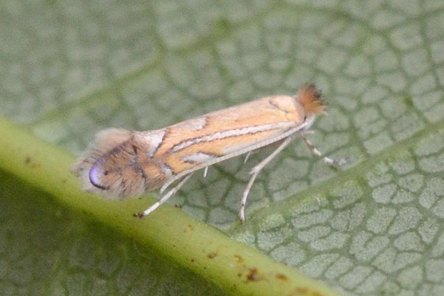 Phyllonorycter quercifoliella