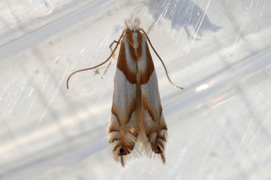 Phyllonorycter roboris