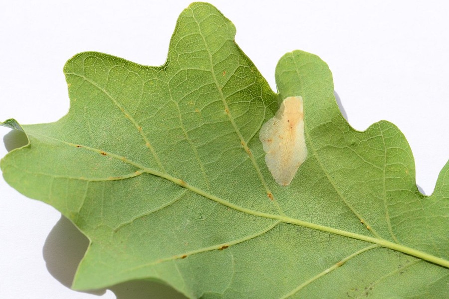 Phyllonorycter roboris