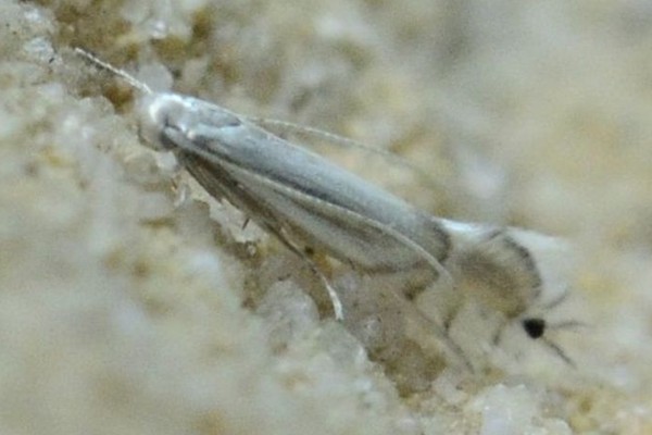 Phyllocnistis saligna