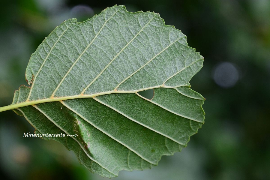 Phyllonorycter stettinensis