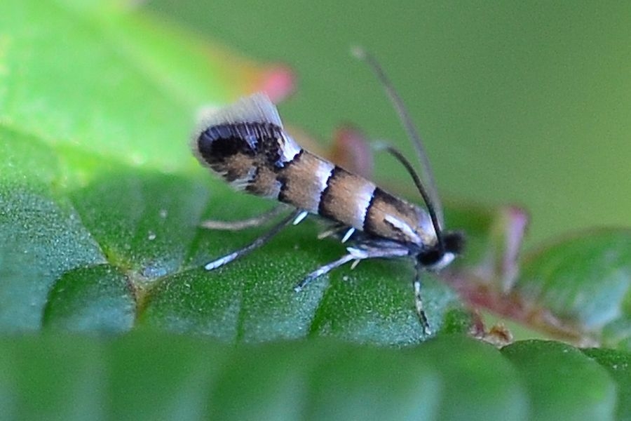 Phyllonorycter stettinensis