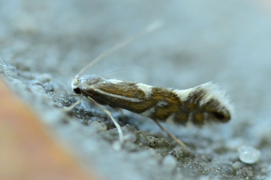 Phyllonorycter strigulatella