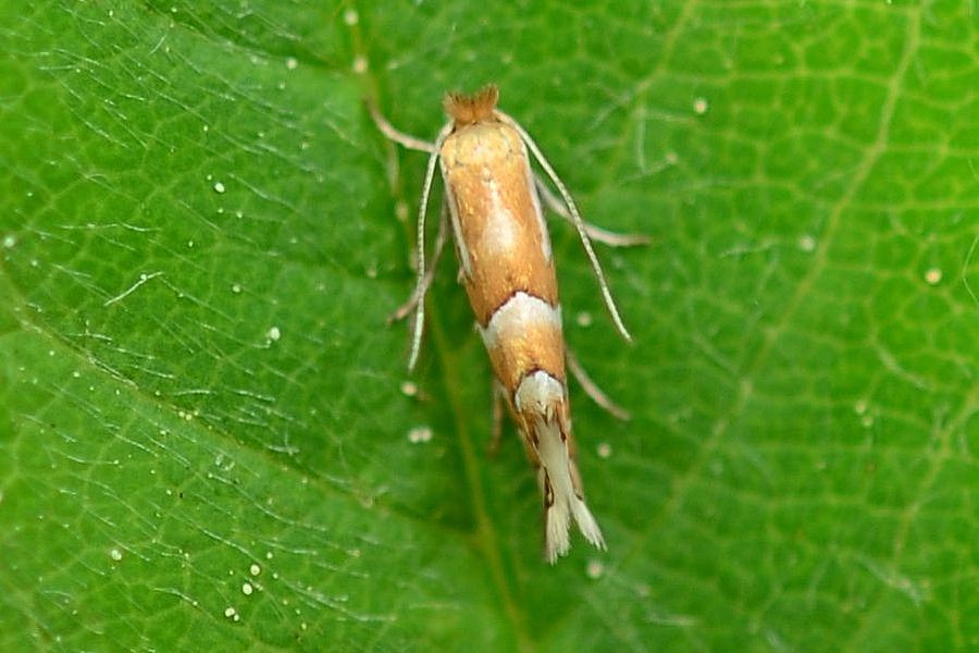 Phyllonorycter ulmifoliella