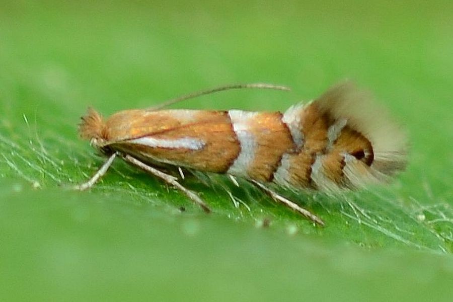 Phyllonorycter ulmifoliella