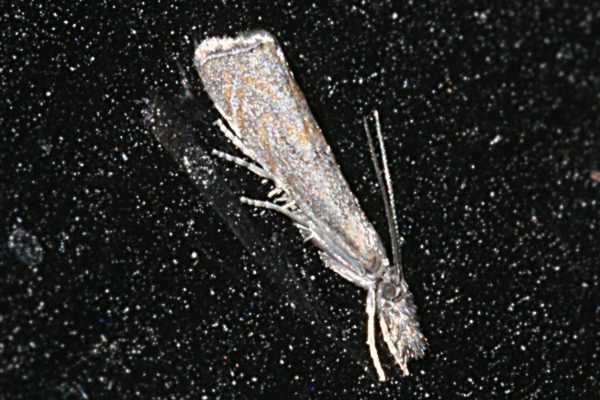 Platytes cerussella