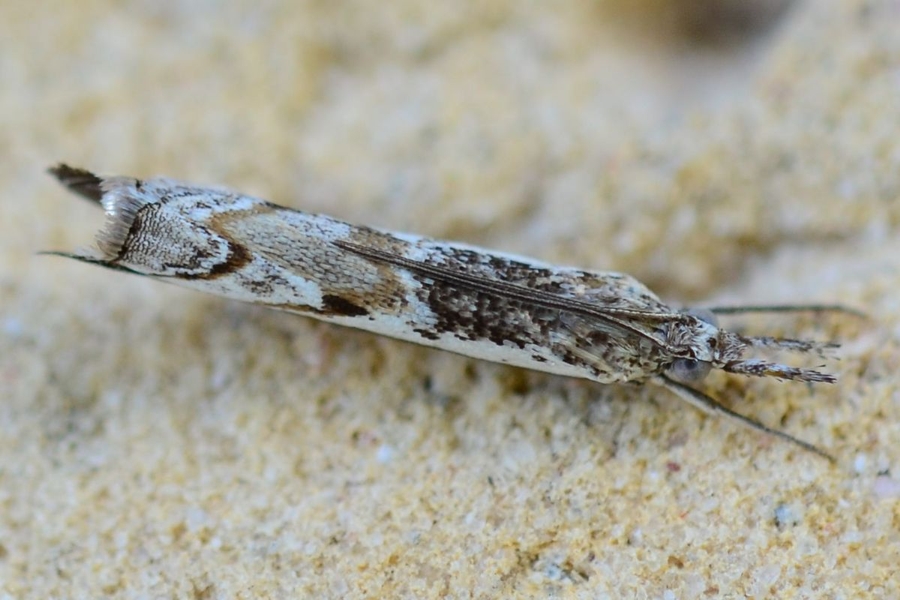 Platytes alpinella