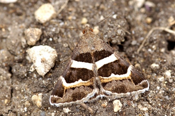 Grammodes stolida