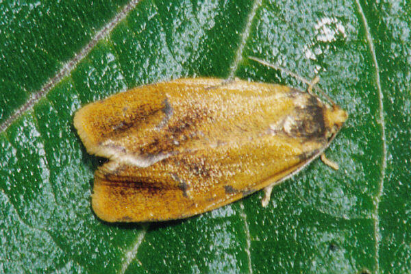 Ptycholoma lecheana