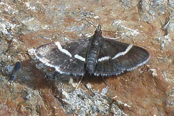 Pyrausta cingulata