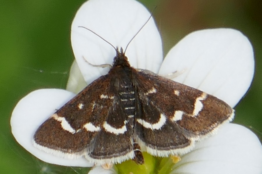 Pyrausta nigrata