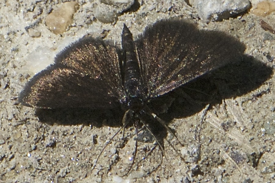 Pyrausta coracinalis