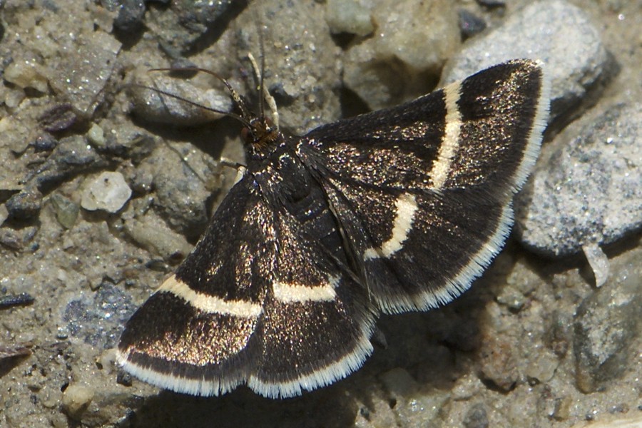 Pyrausta rectefascialis