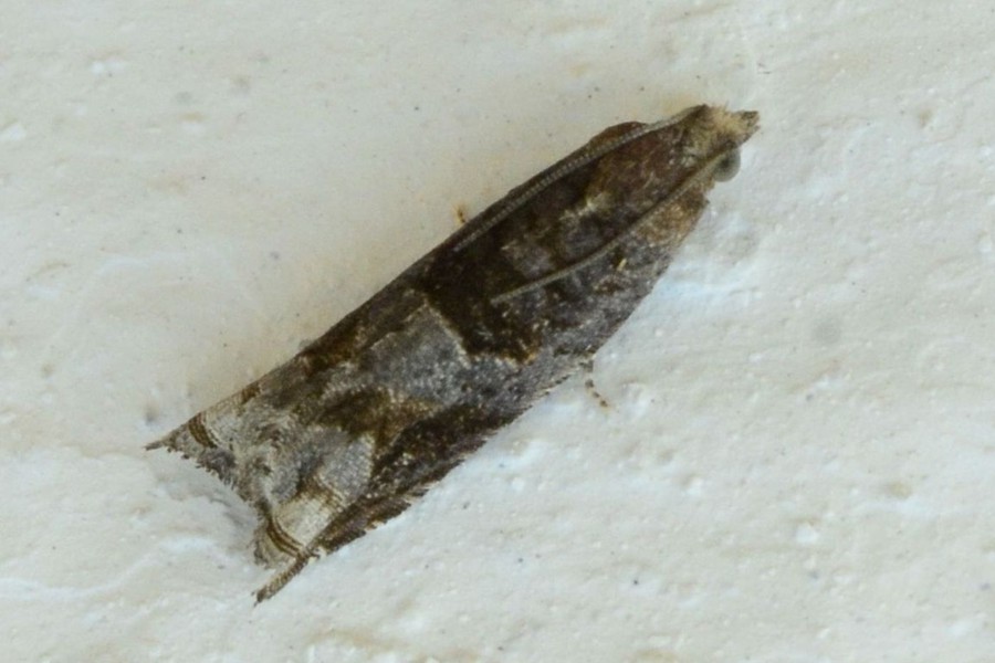 Rhopobota naevana