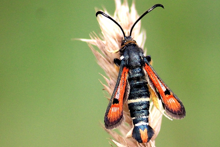 Roter Ampfer-Glasflügler