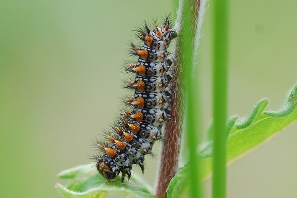 Roter Scheckenfalter