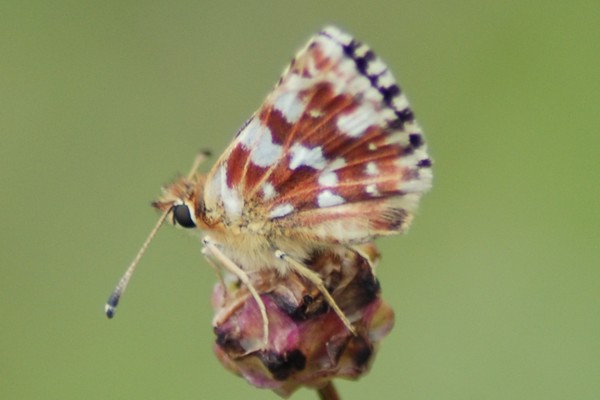 Roter Würfel-Dickkopffalter