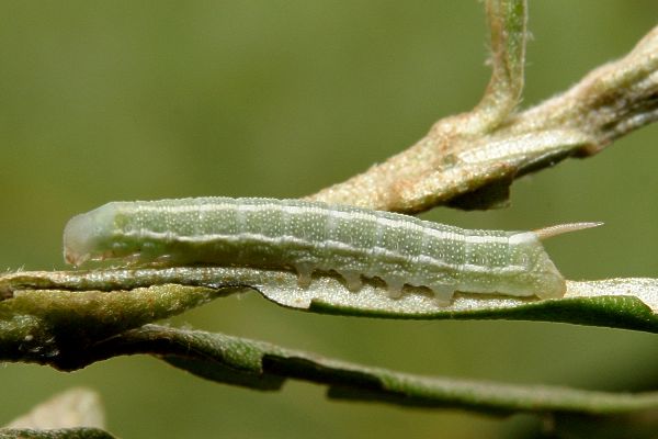 Sanddornschwärmer