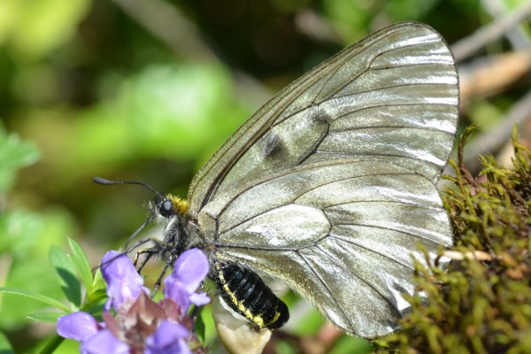 Schwarzer Apollo