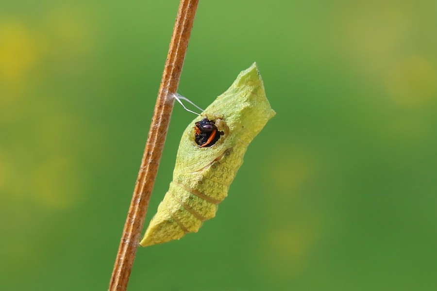 Schwalbenschwanz