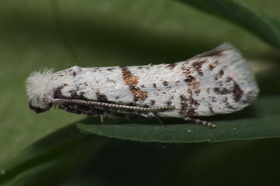 Scythropia crataegella