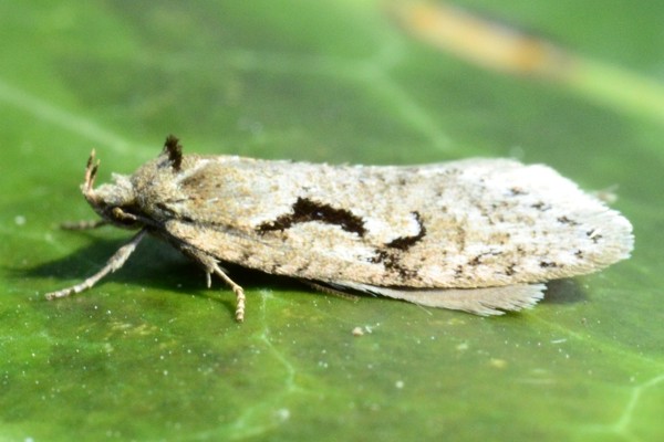 Semioscopis steinkellneriana