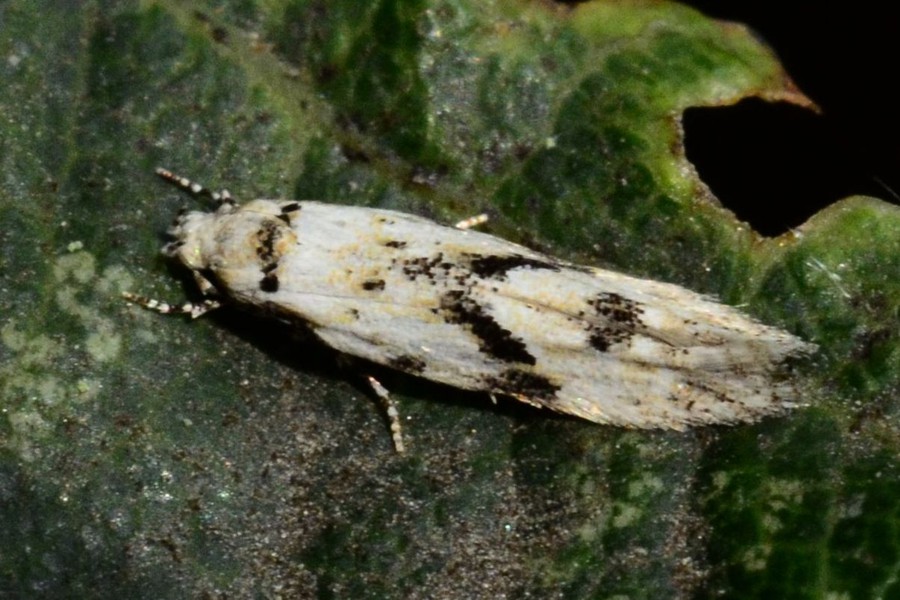 Stenolechia gemmella