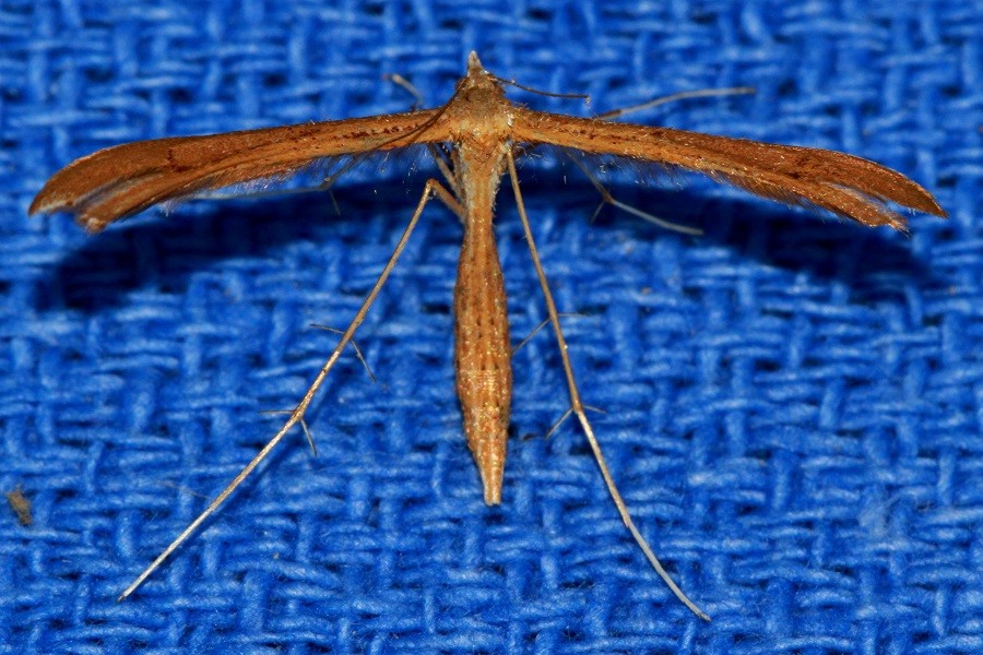 Stenoptilia pterodactyla