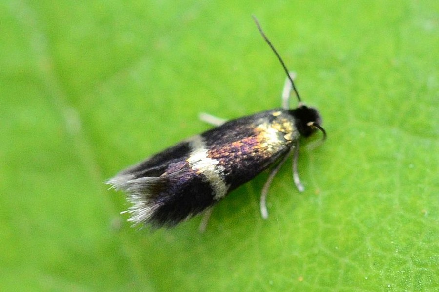 Stigmella splendidissimella