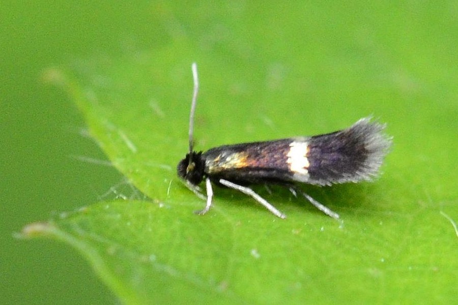 Stigmella splendidissimella