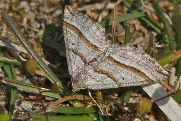 Streifenspanner