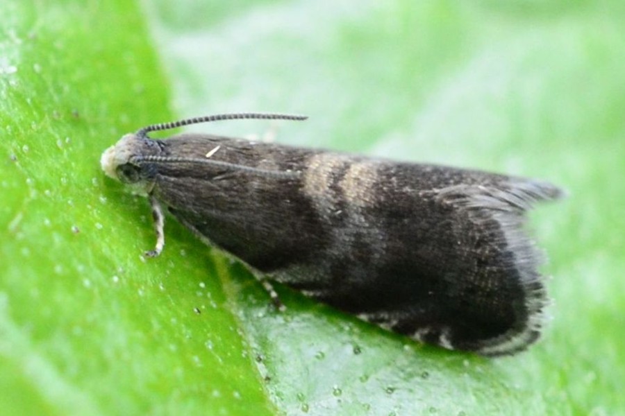 Strophedra nitidana