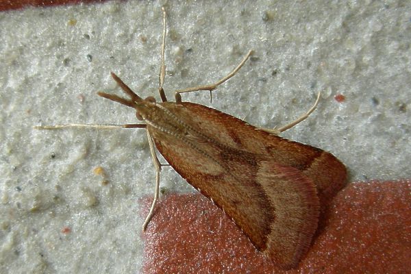 Synaphe punctalis