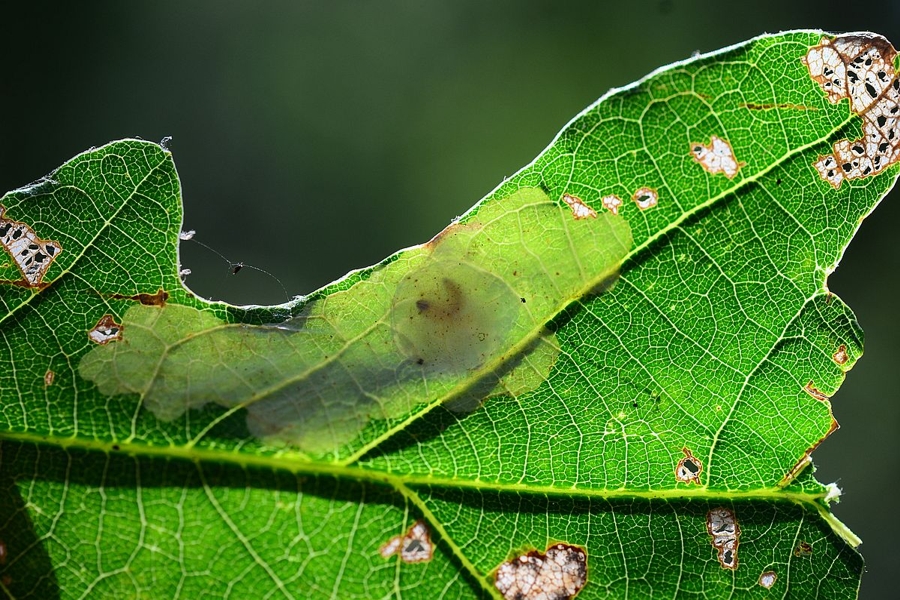 Tischeria ekebladella