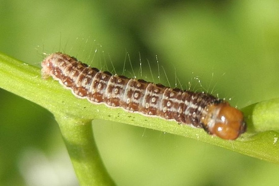 Tortricodes alternella