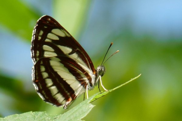 Schwarzbrauner Trauerfalter