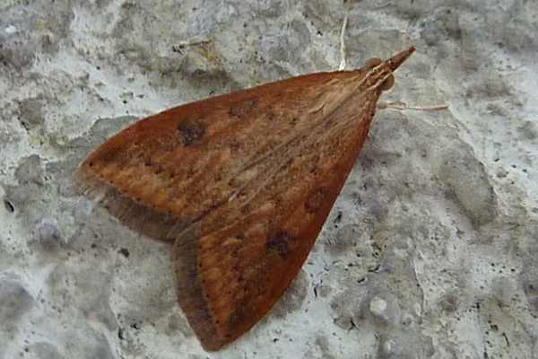 Udea ferrugalis