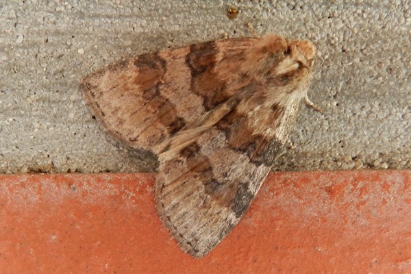 Violettgrauer Eulenspinner