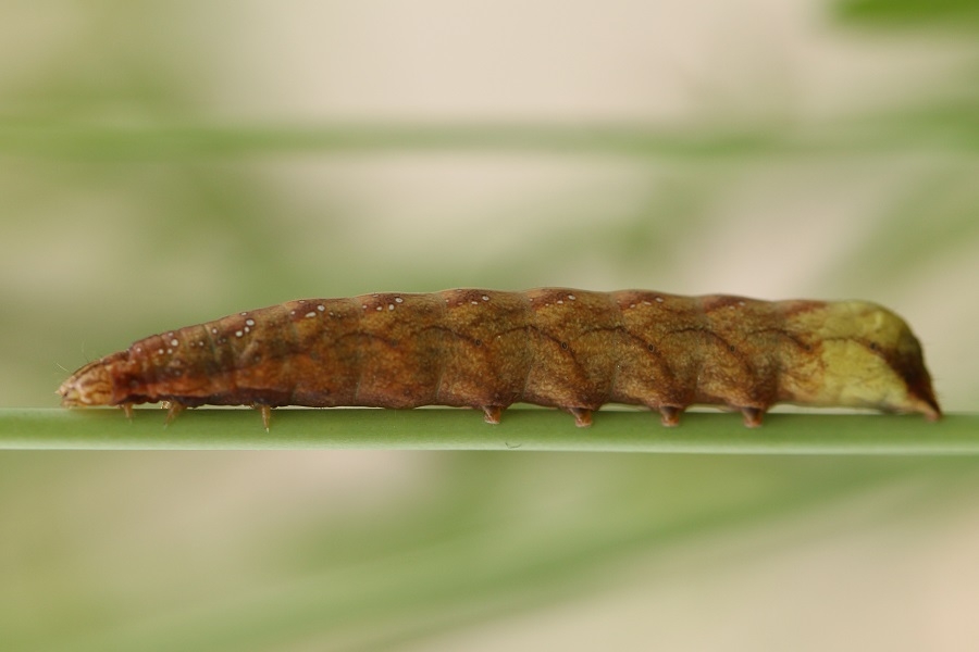 Violettbraune Kapseleule