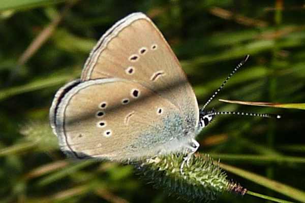 Violetter Waldbläuling