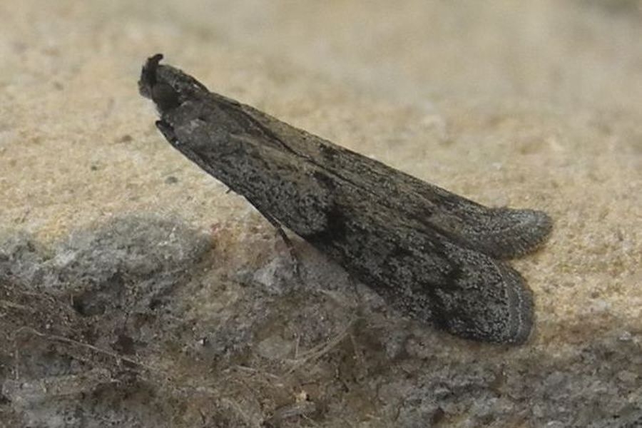 Vitula edmandsii