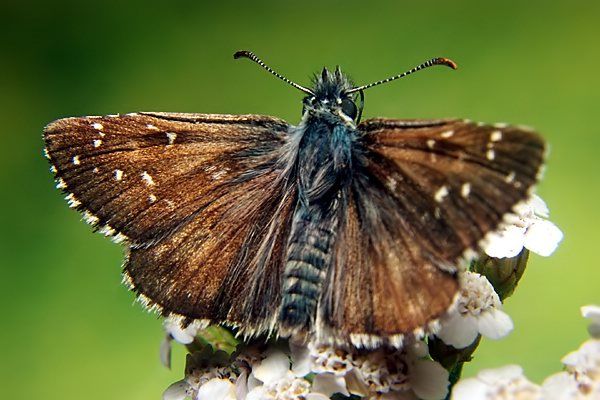 Kleinwürfeliger Würfelfalter