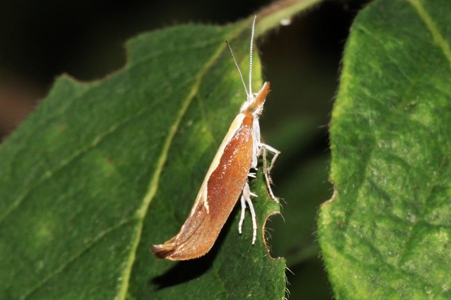 Ypsolopha dentella