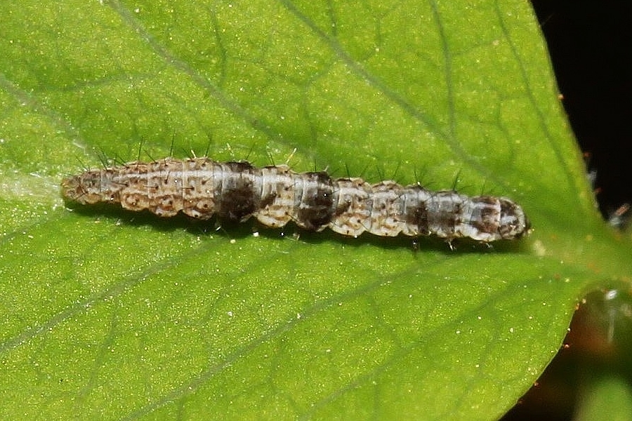 Ypsolopha nemorella